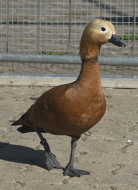 守任務
