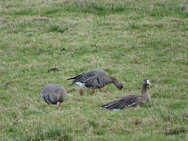 能力著称 能力著称