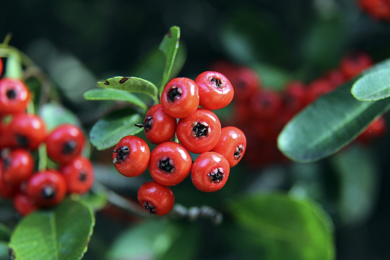 紐卡斯爾聯 紐卡斯爾聯